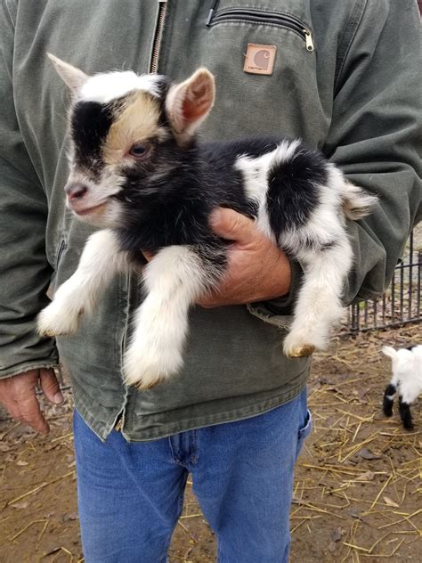 nigerian dwarf goats for sale near me